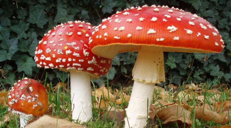 Is fly agaric really that scary or is it just another myth?