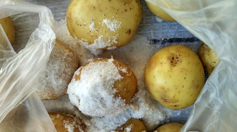 Lubenica - poljoprivredna tehnologija, zanimljive činjenice o biljci i najbolje sorte Recept za pečeni krumpir s koprom